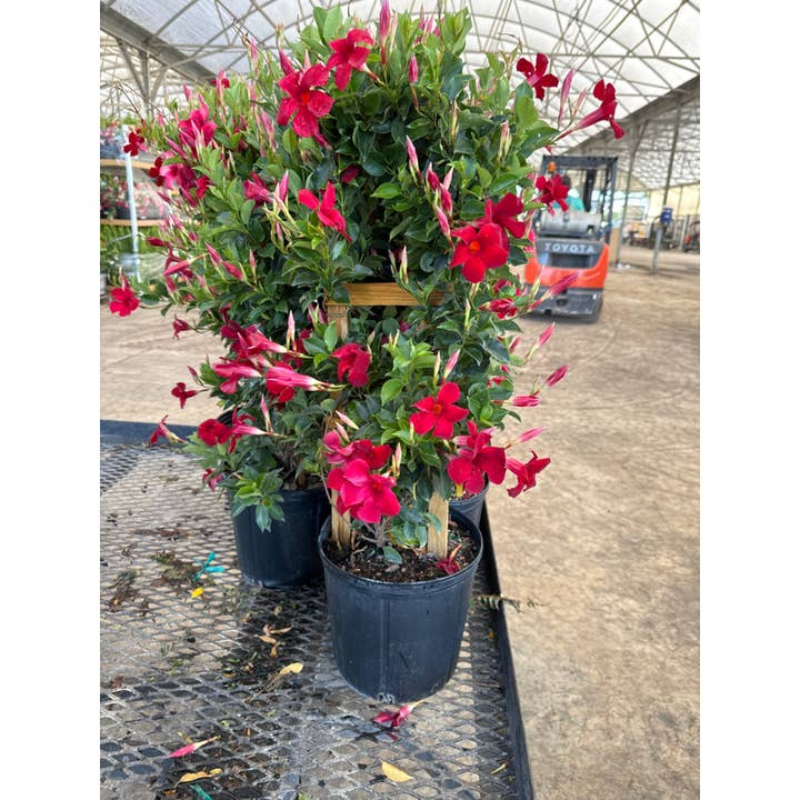 10" Mandevilla Trellis Pretty Red for wholesale by Triad Plants