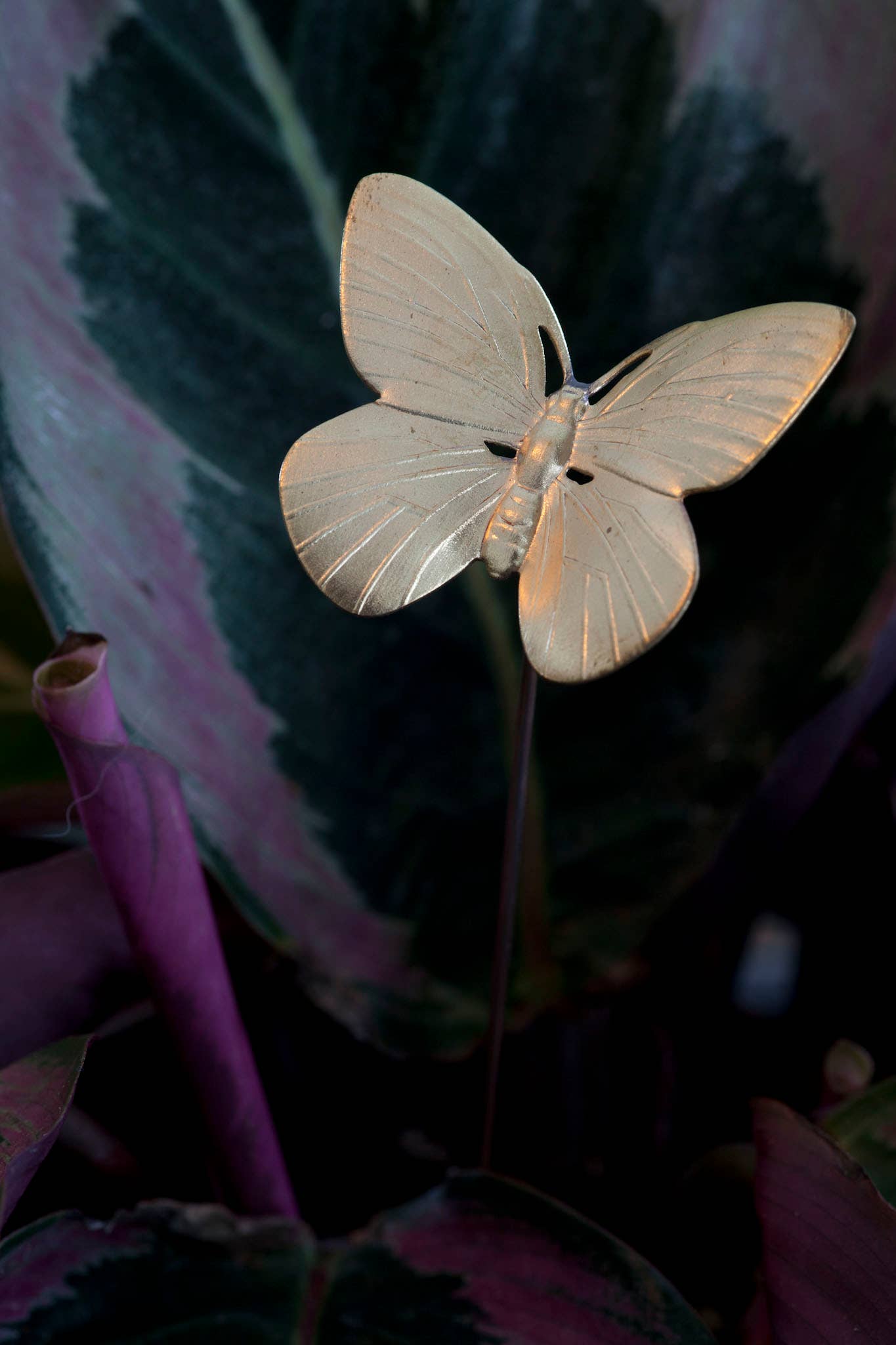 The Brass Butterfly - Wholesale Live Plant - Brass Butterfly Plant Sticks (Set of 6)5
