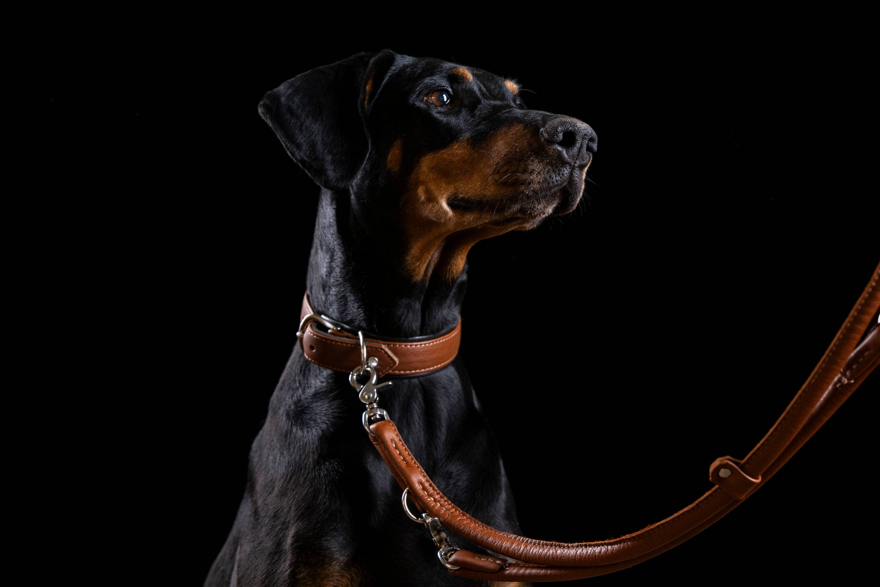 LABONI - Volentis GmbH - Wholesale Pet Collar - Dog - AMICI dog collar18