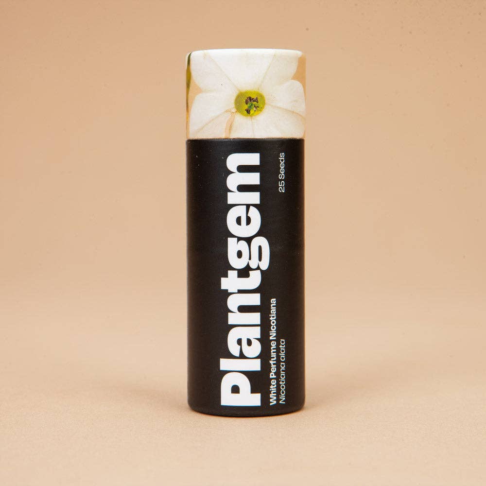 Plantgem - Wholesale Plant Seeds - White Perfume Nicotiana - 50 Seeds0