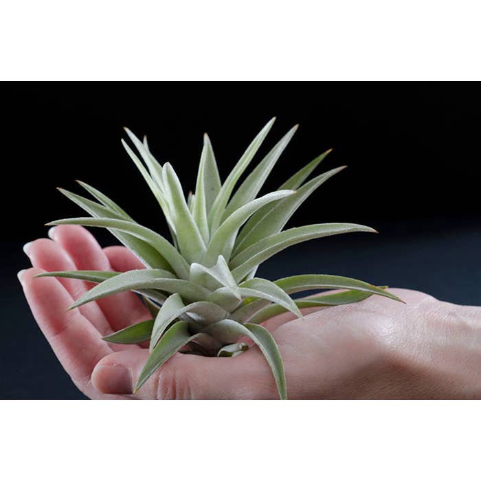 The Artizan Way - Wholesale Live Plant - Tillandsia Harrisii | Live Air Plant3