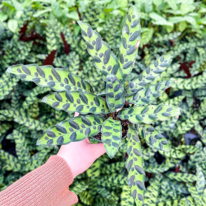 Thorsen's Greenhouse - Wholesale Live Plant - Calathea Rattlesnake - Live Plant