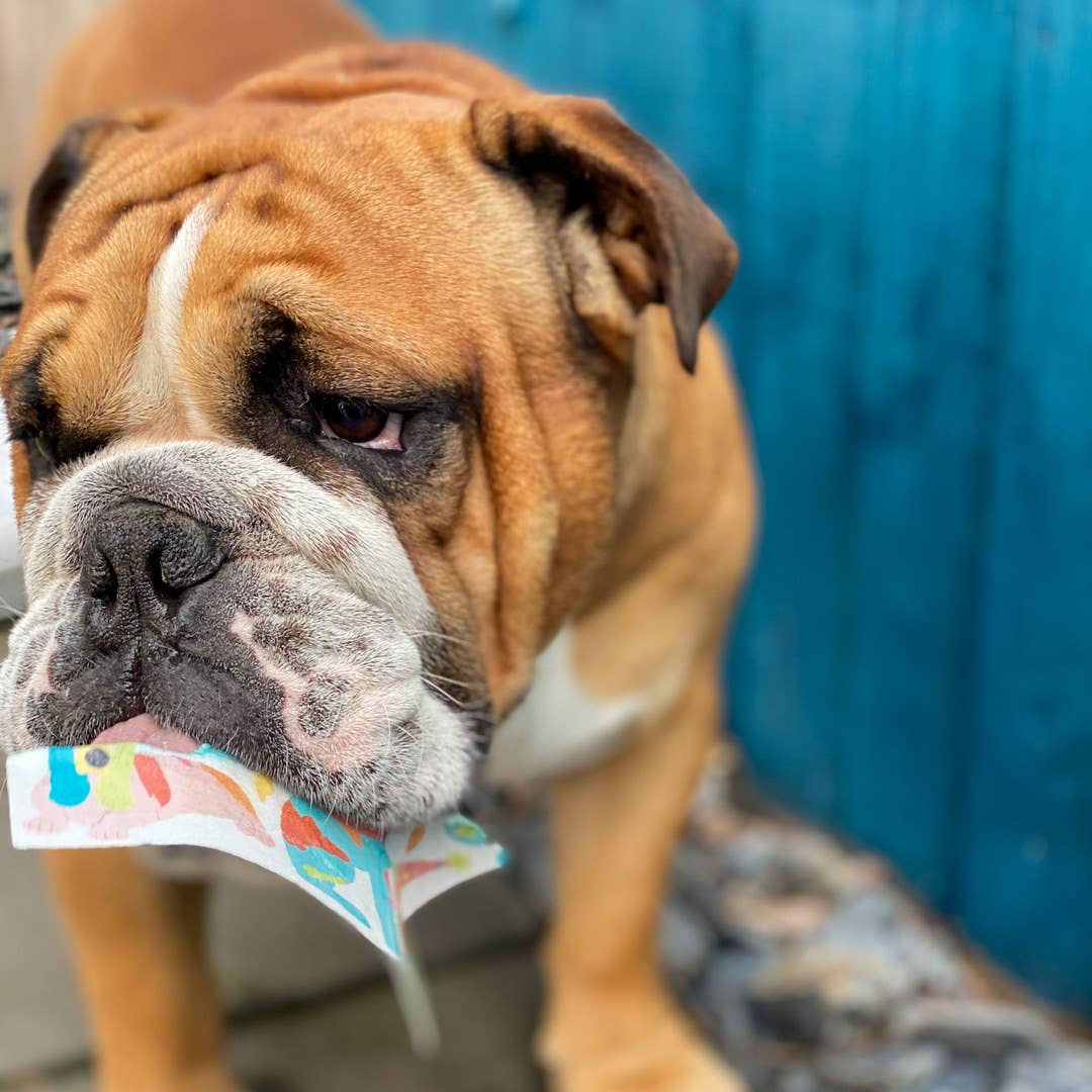 Scoff Paper - Vendita all'ingrosso Snack - Cani - Carte commestibili per cani + Penne con esposizione POS di Scoff Paper2