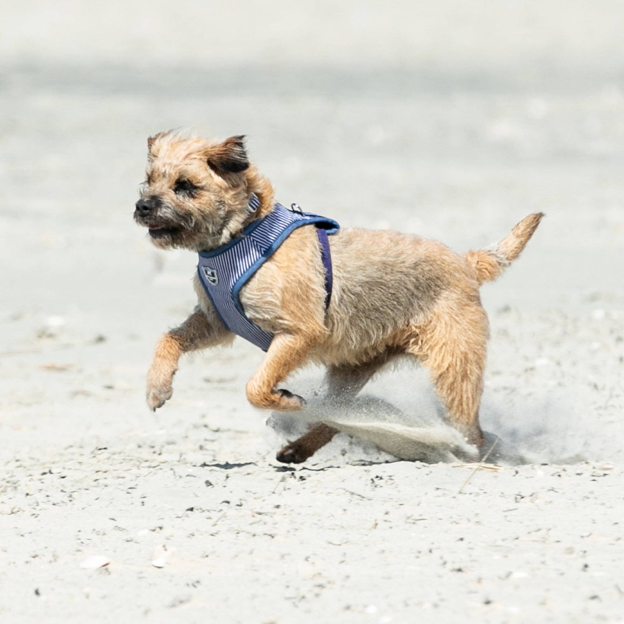 Hugo & Hudson - Wholesale Pet Harness - Dog - Fabric Dog Harness - Striped Navy7