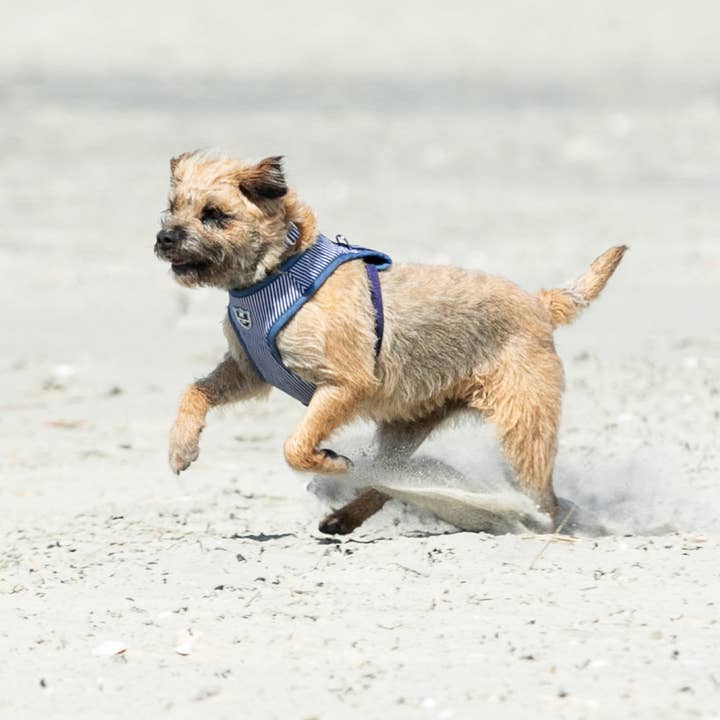 Hugo & Hudson – Großhandel Haustiergeschirr – Hund – Gestreiftes Hundegeschirr aus Stoff in Marineblau7