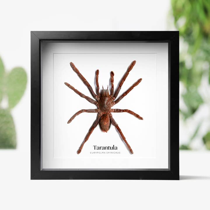 Curated Studio - Wholesale Wall Accent - Tarantula Insect Bug Taxidermy Box Frame
