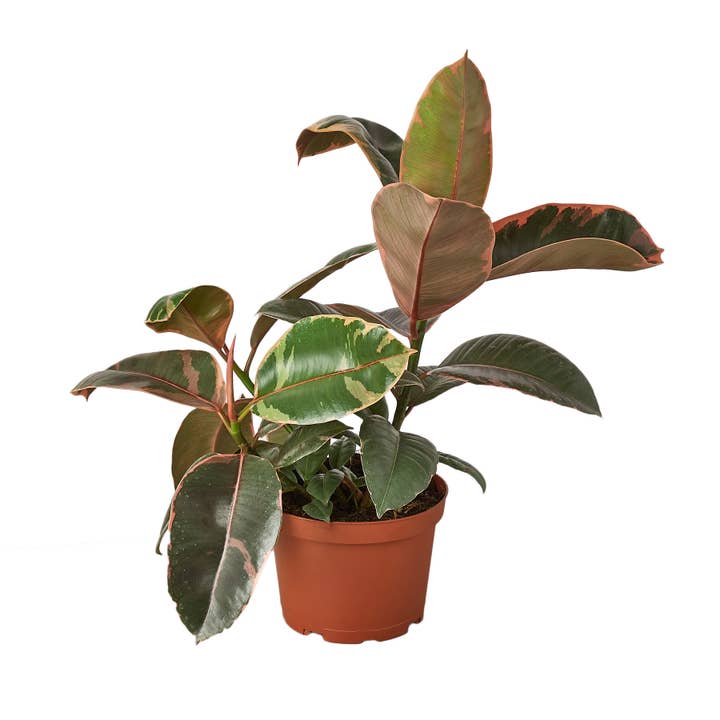 House Plant Wholesale - Wholesale Live Plant - FICUS RUBY PINK 6-inch