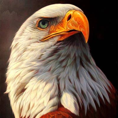 Majestic Eagle Round 50x50 for wholesale by Art for Anxiety