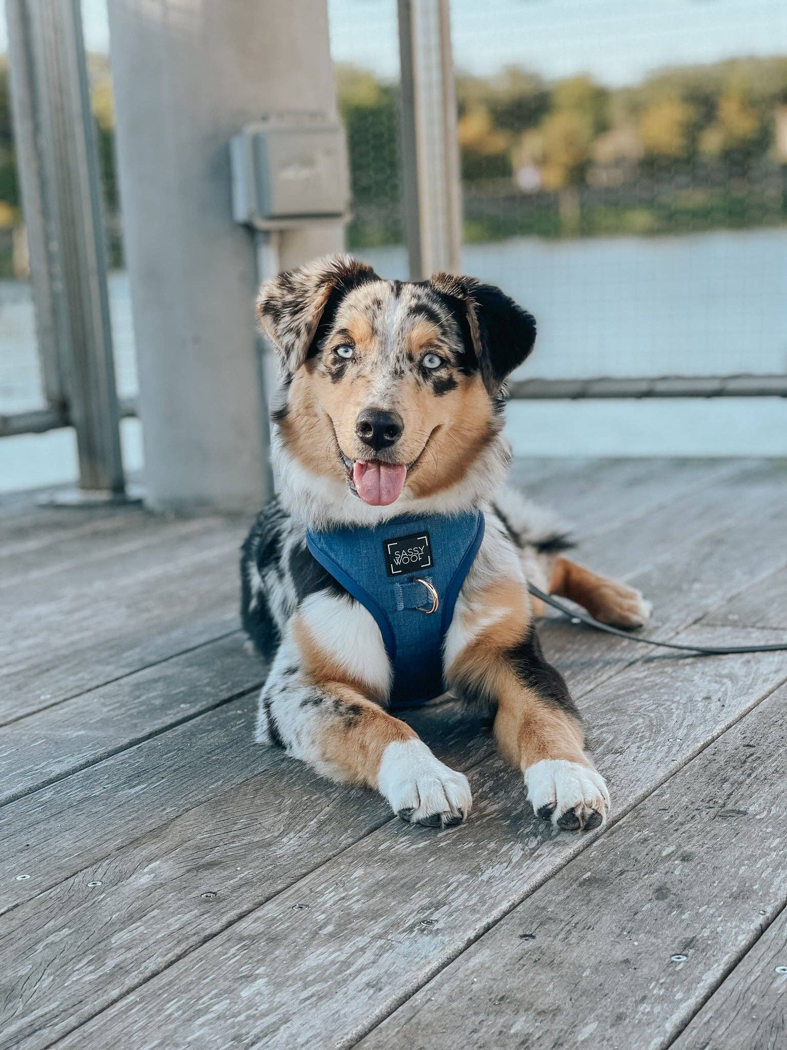 SASSY WOOF - Wholesale Pet Harness - Dog - Dog Adjustable Harness - Denim15