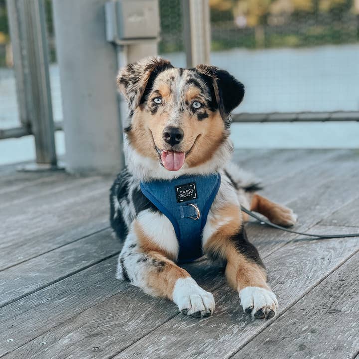 SASSY WOOF - Wholesale Pet Harness - Dog - Dog Adjustable Harness - Denim15