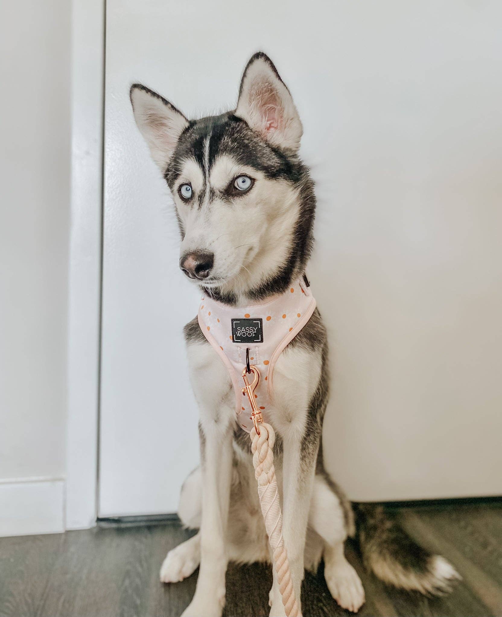 SASSY WOOF - Wholesale Pet Harness - Dog - Dog Adjustable Harness - Dainty Daisy19