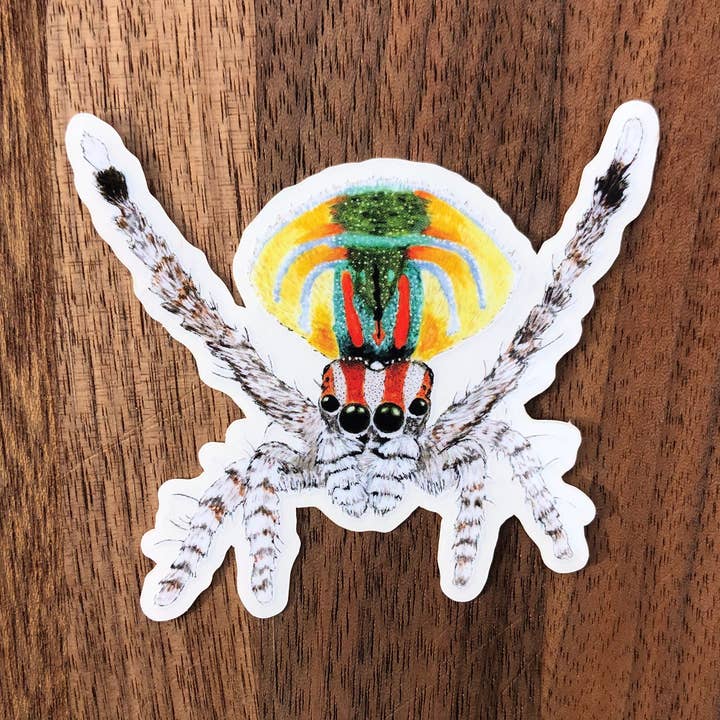Peacock Jumping Spider sticker for wholesale by YubaCat Designs