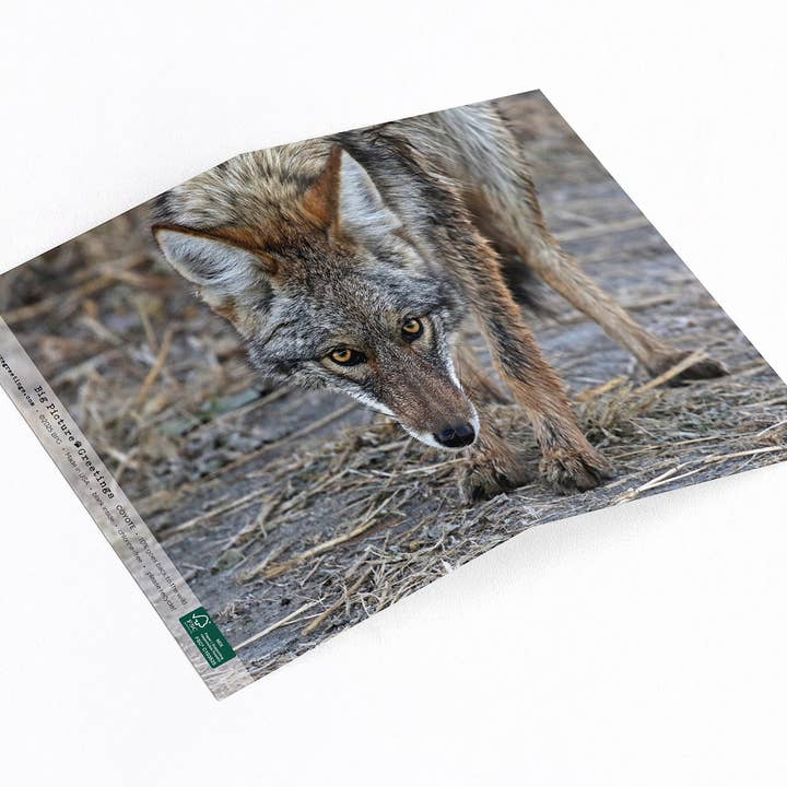 “That’s Close Enough” Coyote for wholesale by Elster Photography/Big Picture Greetings