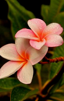 Hydra Bloom Beauty – wholesale Roll-on fragrance – Frangipani Rollerball  Apothecary Perfume Oil2