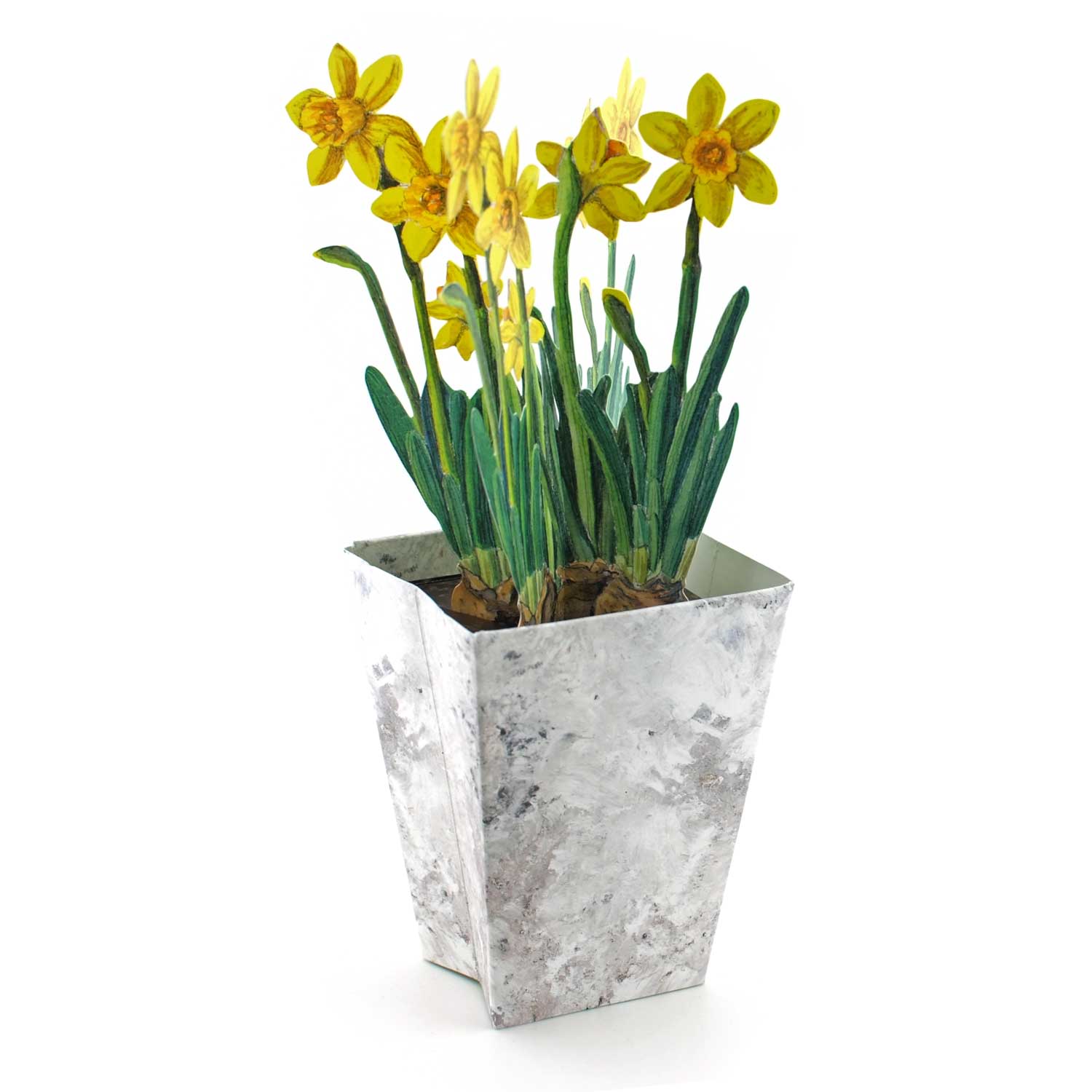 Bärenpresse - Wholesale Everyday Greeting Card - Flower pot card daffodil2