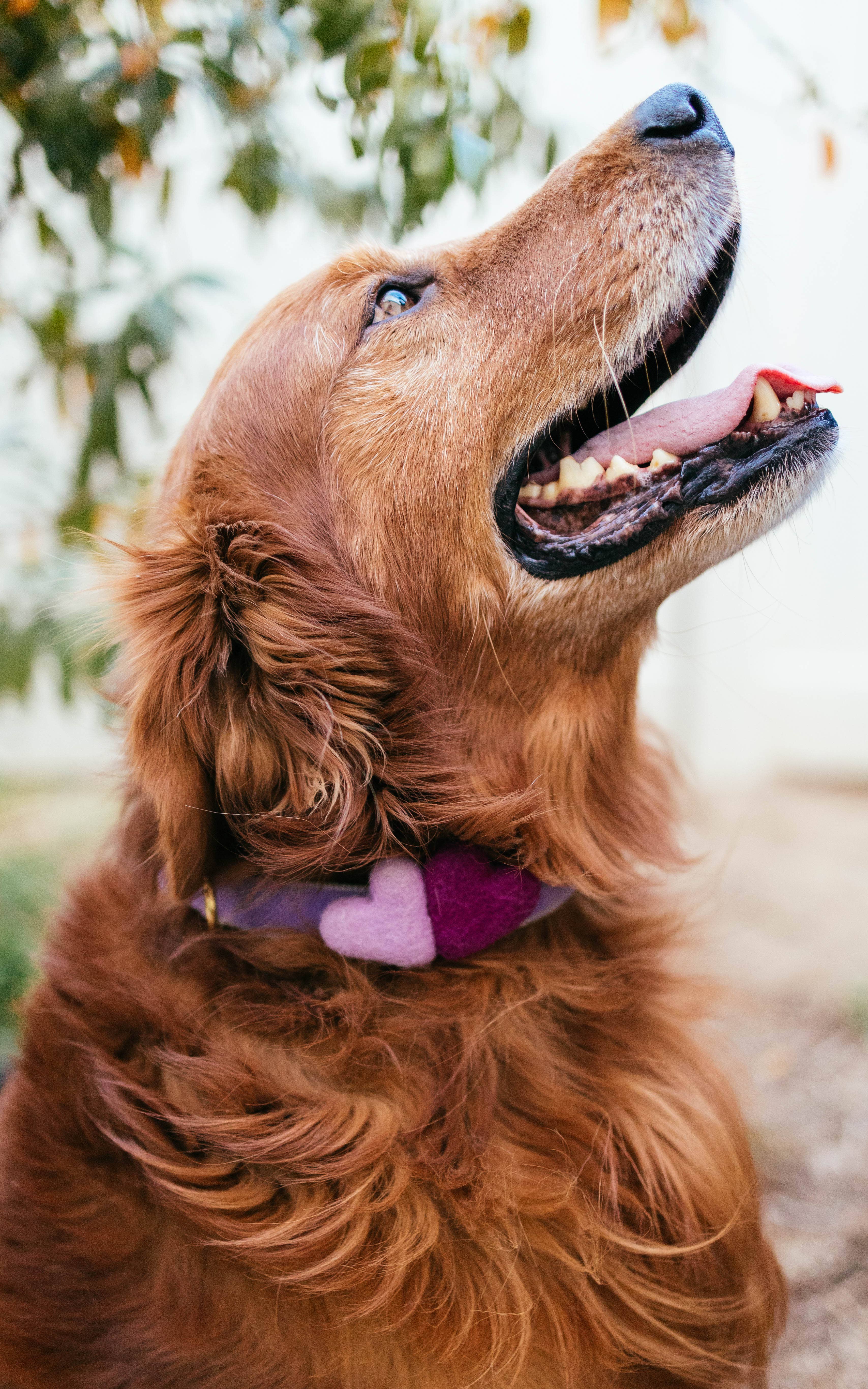 Mimi Green - Wholesale Pet Collar - Dog - We Heart You Dog Collar Accessory (Double) 7 Color Combos5