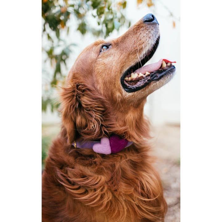 Mimi Green - Wholesale Pet Collar - Dog - We Heart You Dog Collar Accessory (Double) 7 Color Combos5