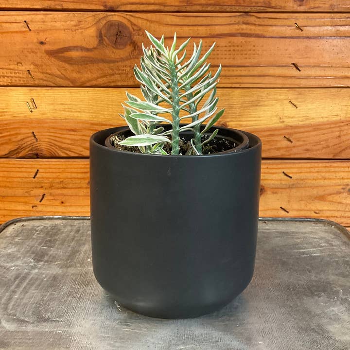 Euphorbia Titymaloides Nana Variegated, 4" Plant for wholesale by The Plant Farm