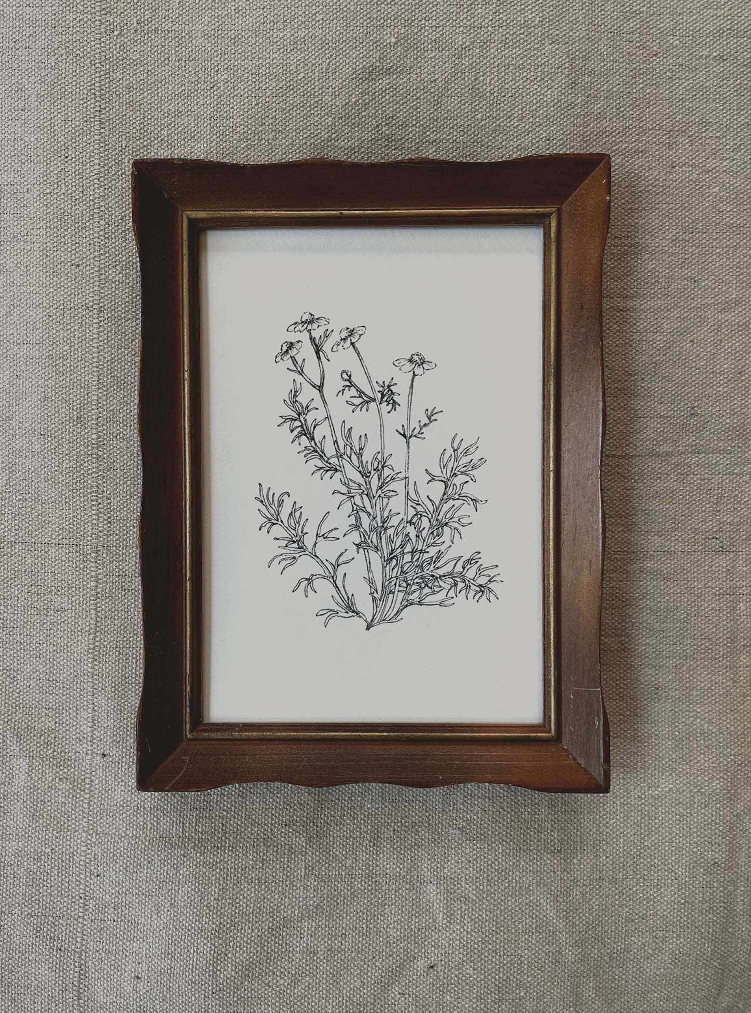 Kara Valentino Ffield Art - Wholesale Art Print - Chamomile |  Art Print 4