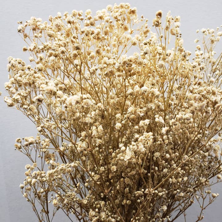 Konservierte Schleierkraut, Gipskraut - Off-White / Champagner für den Großhandel von BLOOMINGFUL.COM