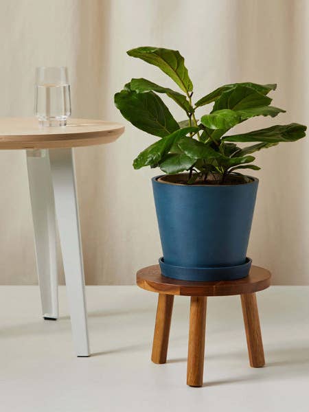 Little Fiddle Leaf Fig for wholesale by Bloomscape