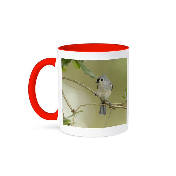 3dRose, Tufted titmouse, Baeolophus bicolor, in live oak tree, Florida, Mug and other Purchase Wholesale titmouse. Free Returns & Net 60 Terms on Faire trending on Faire.
