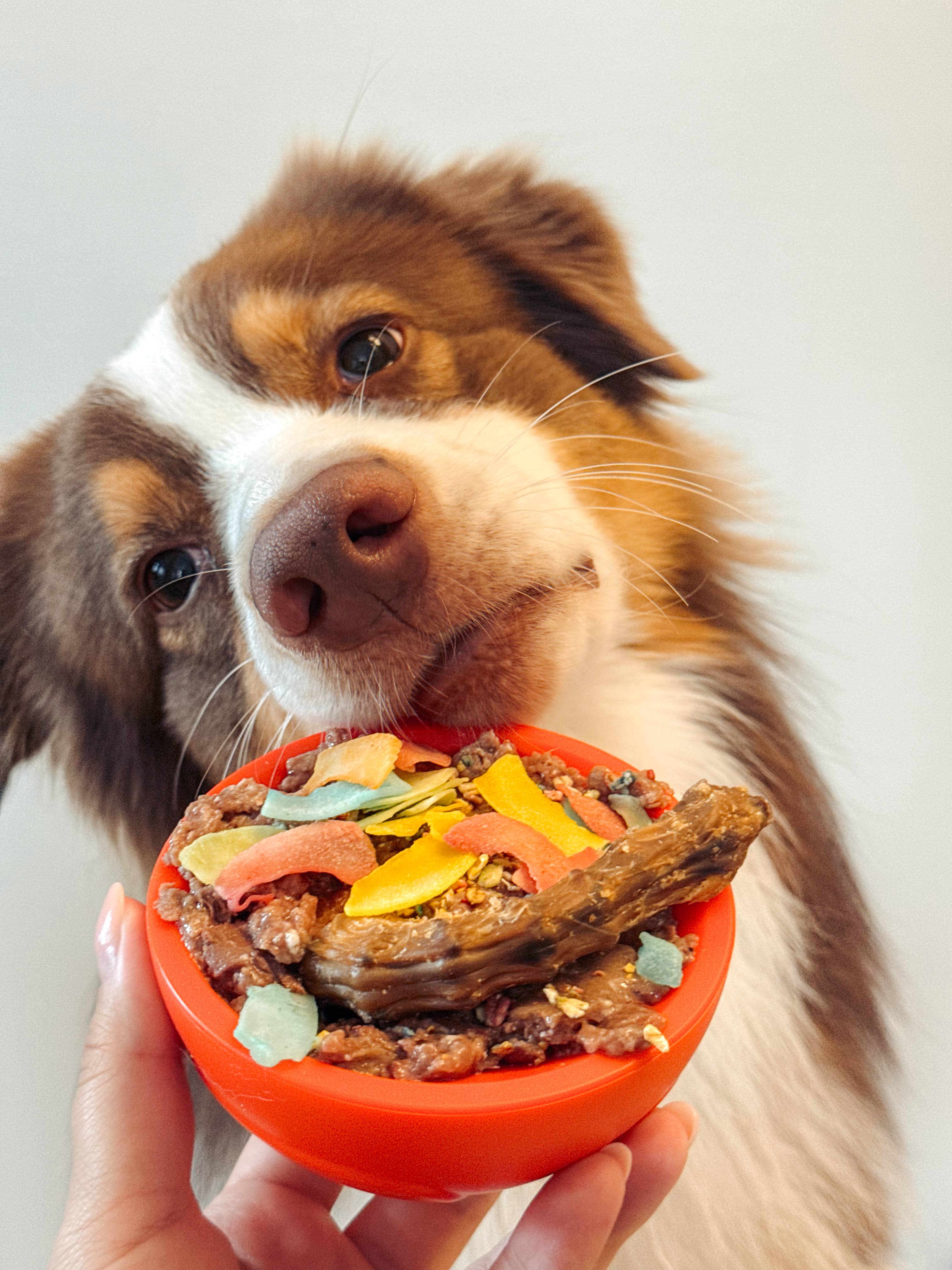 Doggotique - Wholesale Pet Bowl - Cat/Dog - Paw Bowl Snack Toy for Dogs, Slow Bowl Dog,15