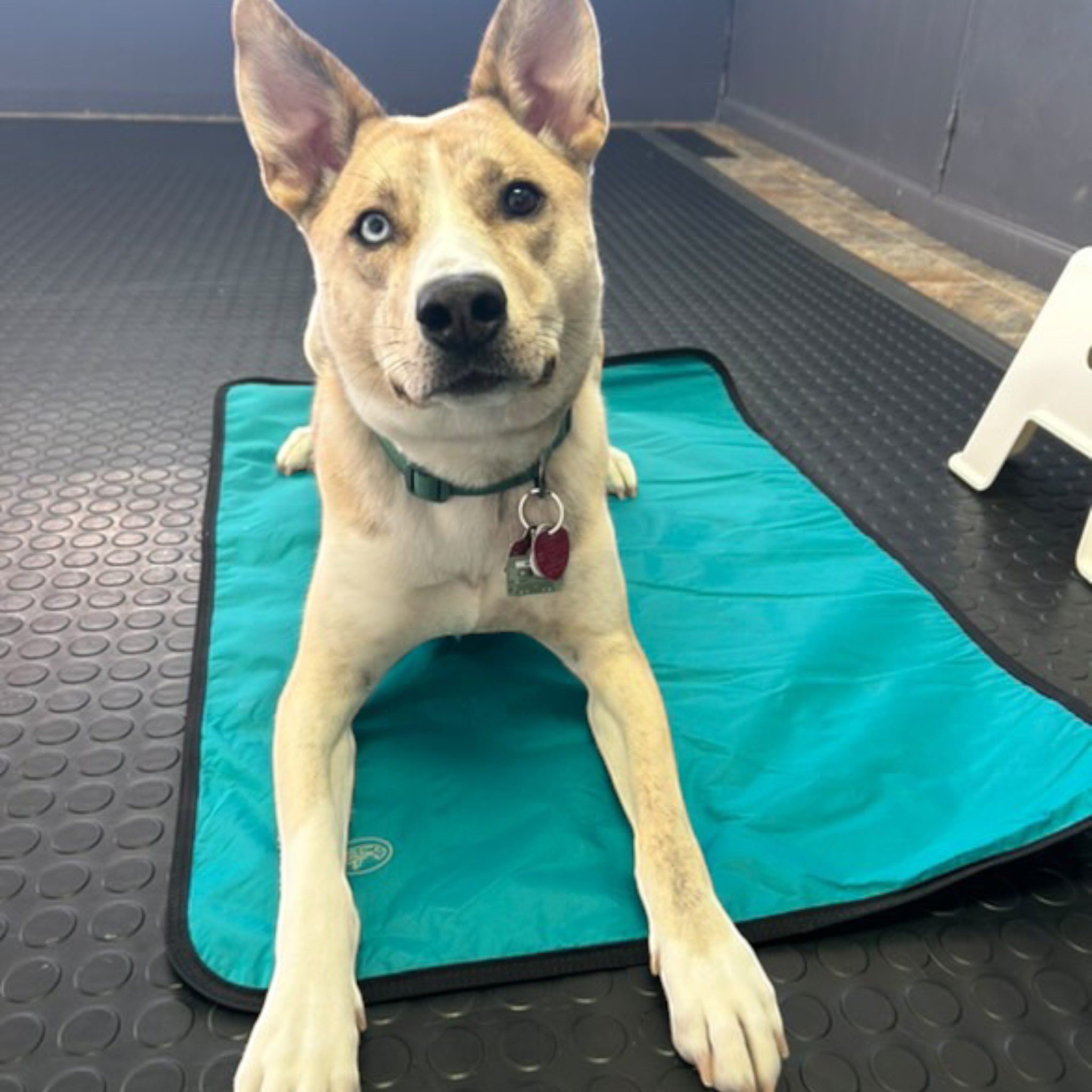 LUWELLO, LLC - Wholesale Pet Bed - Dog - Portable Dog Settle Mat17