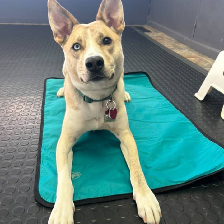 LUWELLO, LLC - Wholesale Pet Bed - Dog - Portable Dog Settle Mat17