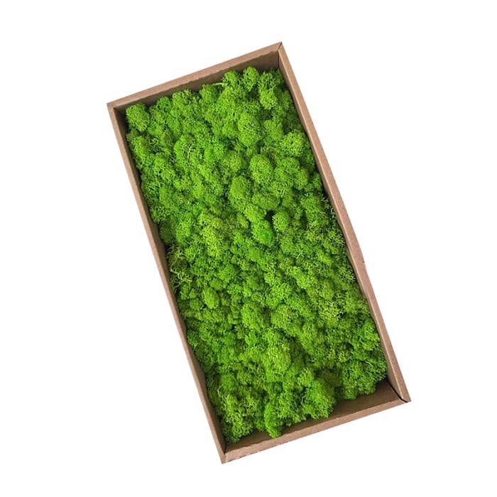 Floral Fields – wholesale Dried/pressed flowers – Preserved Moss for Crafting, 500g4