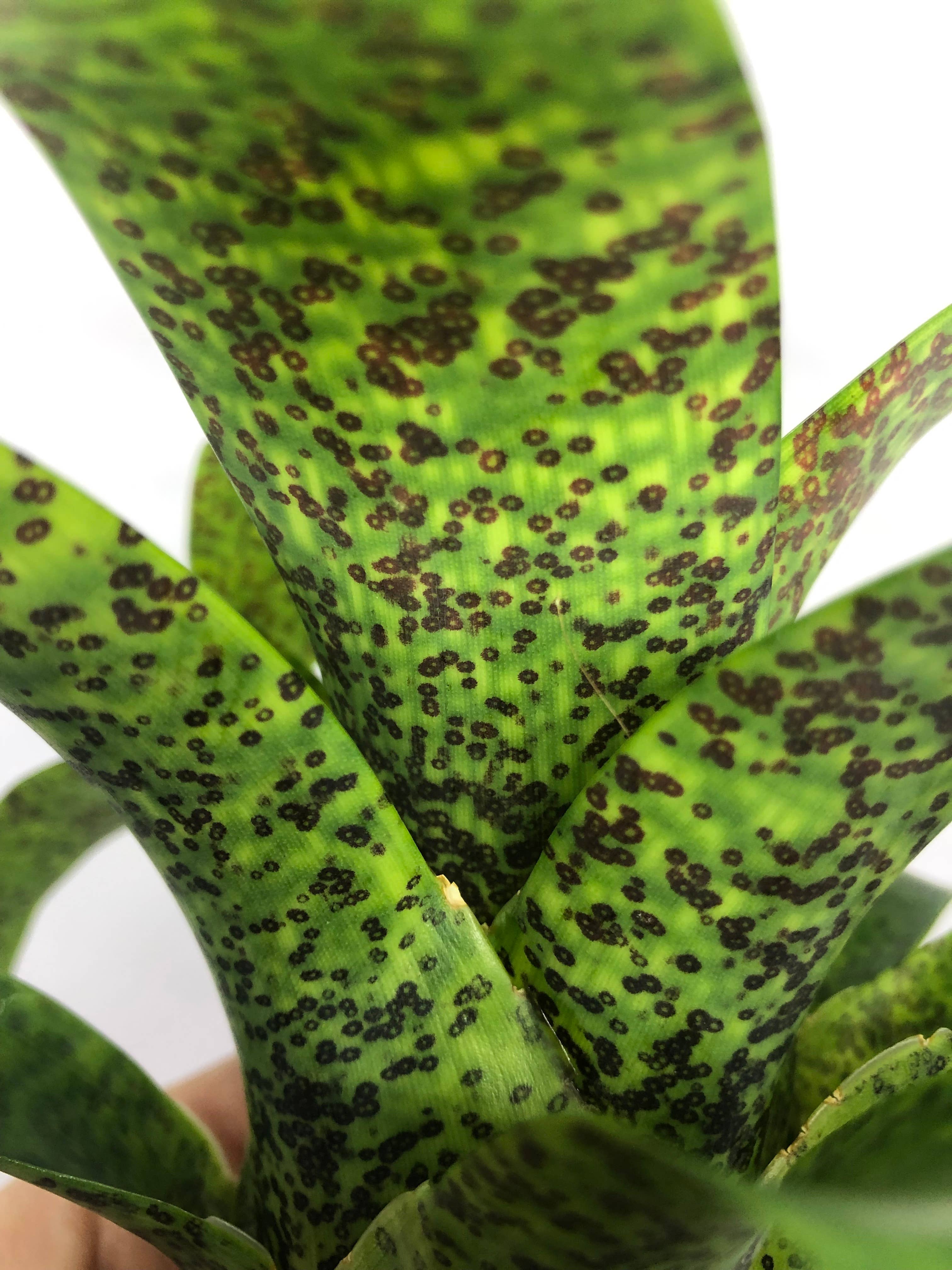 The Artizan Way - Wholesale Live Plant - Vriesea Fenestralis | Live Plant6