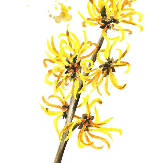 Essences Naturelles Corses - Wholesale Insect Repellent - Spray - repellent - insects - Stop mosquito - 90ml5