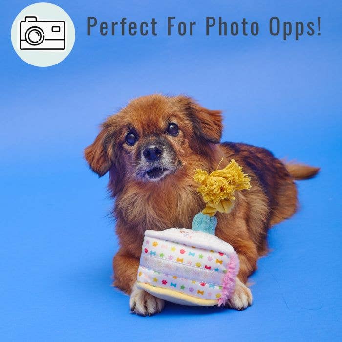 PetLondon - Wholesale Pet Plush Toy - Dog - Rainbow Sparkle Dog Happy Birthday Cake3