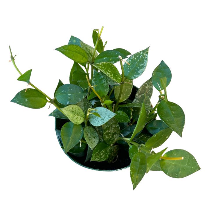 Flow State - Wholesale Live Plant - 4" Hoya Krohniana Splash – Wholesale Live Plant3