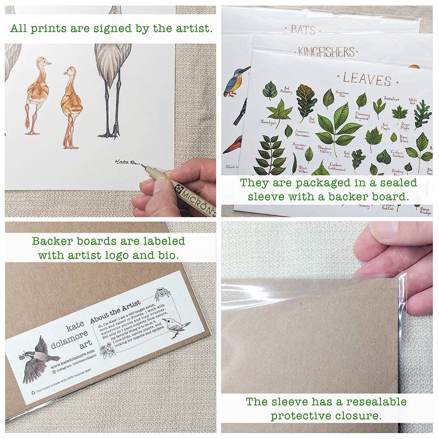 Kate Dolamore Art - Wholesale Art Print - Wisconsin 8x10 Wildflowers Field Guide Art Print1