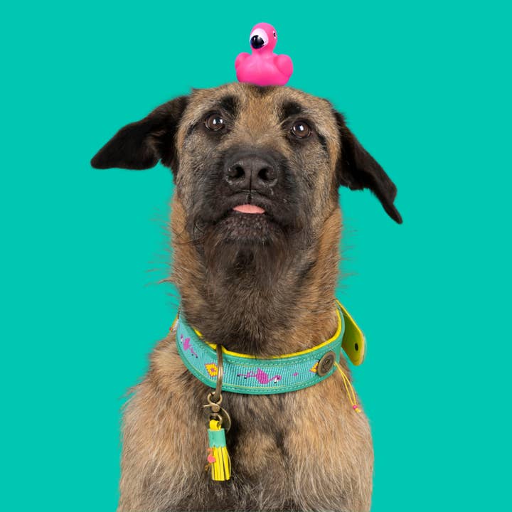 Dog with a Mission - Wholesale Pet Collar - Dog - Chogogo Necklace