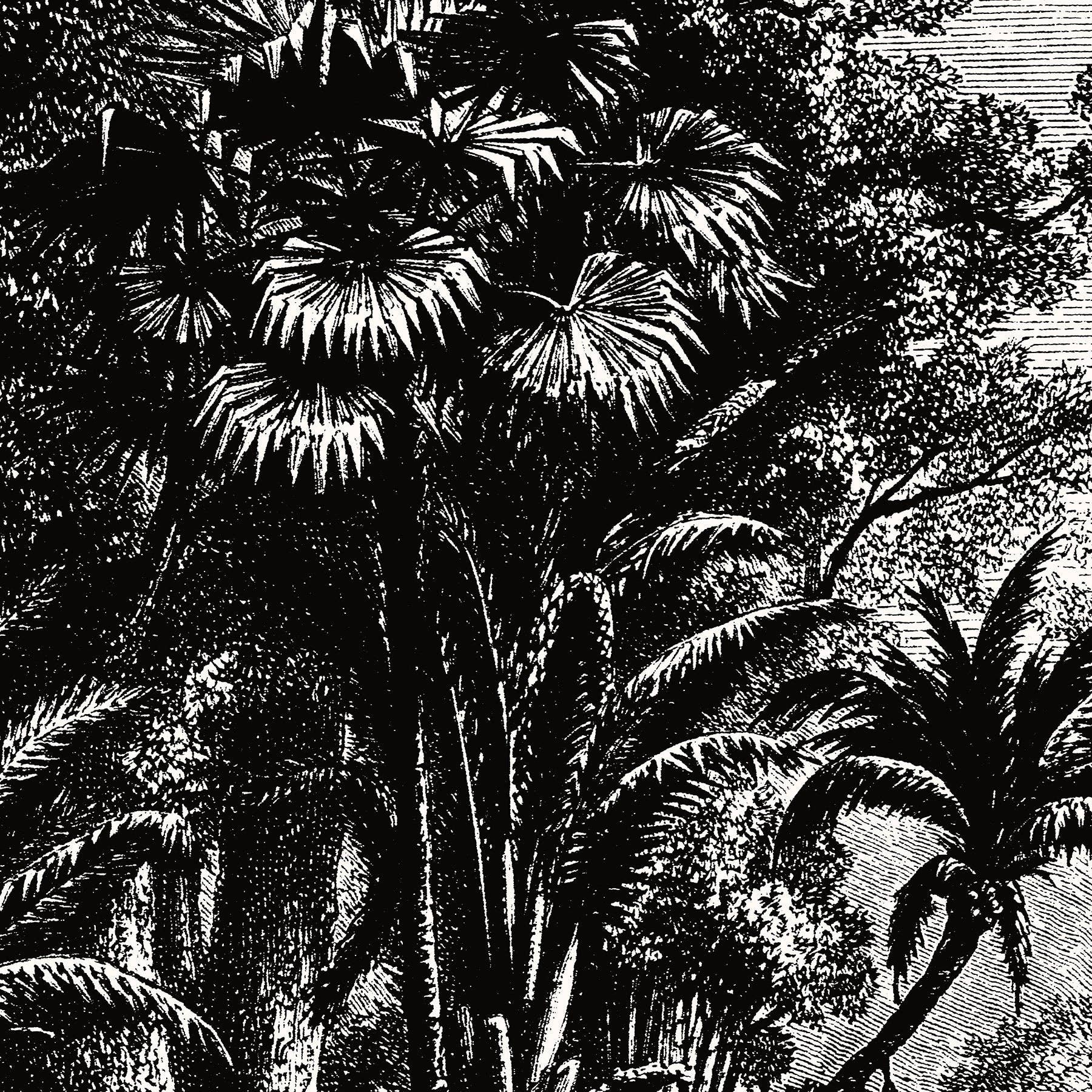 Aster Edition - Wholesale Canvas Art - Canvas: The Jungle3