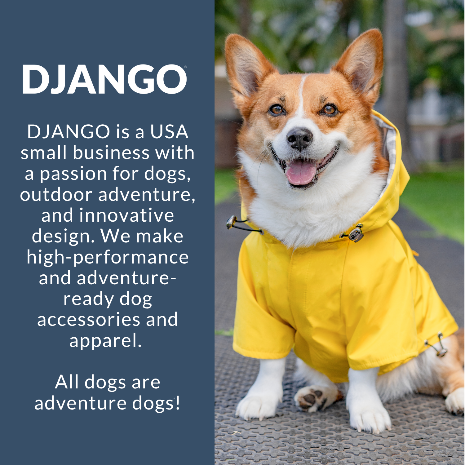 DJANGO - Wholesale Pet Raincoat - Dog - Highland Dog Jacket and Raincoat - Dandelion Yellow7