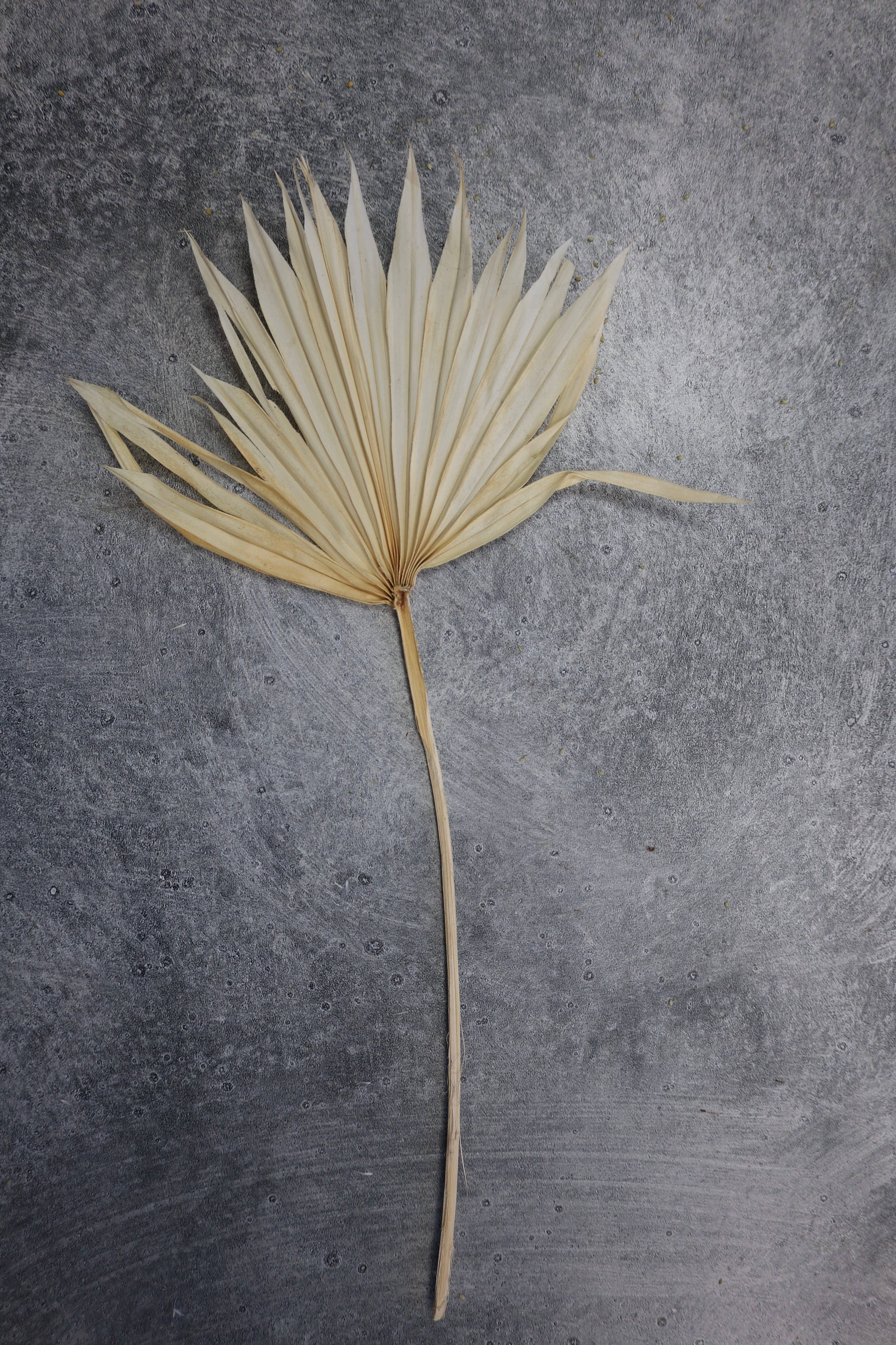 FlowerFantaSee – wholesale Dried/pressed flowers – Dried Sun Palm Leaf Fans -Cream (Set of 5)5