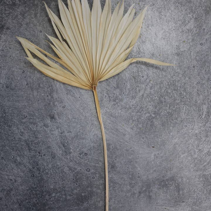 FlowerFantaSee - Wholesale Dried/Pressed Flowers - Dried Sun Palm Leaf Fans -Cream (Set of 5)5