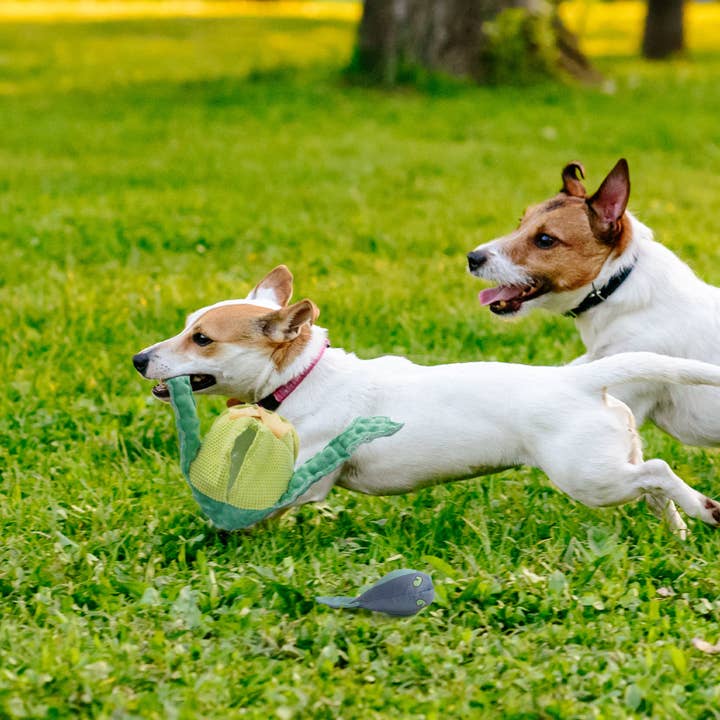 Nocciola - Wholesale Pet Plush Toy - Dog - Nocciola 2 in 1 Frog Prince Plush Dog Toy5