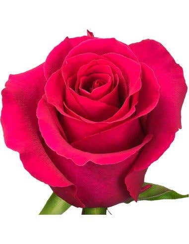 Florasource - Wholesale Fresh Cut Flowers - Gotcha Dark Pink Roses 50 / 75 / 100 / 200 stems