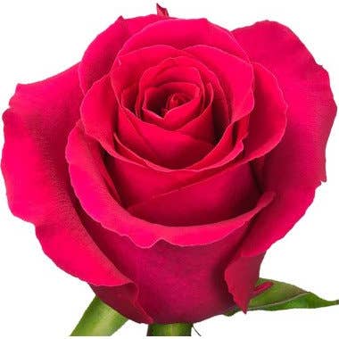 Florasource - Wholesale Fresh Cut Flowers - Gotcha Dark Pink Roses 50 / 75 / 100 / 200 stems0