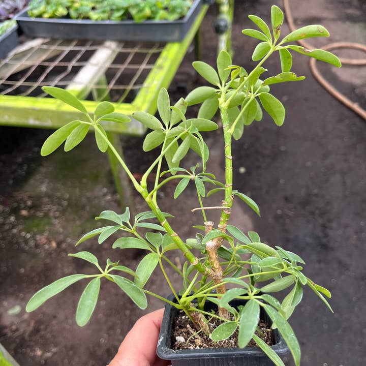 Succulents & Such, Inc. - Wholesale Live Plant - Schefflera Arboricola AKA Umbrella Plant, 3" Pot Size1