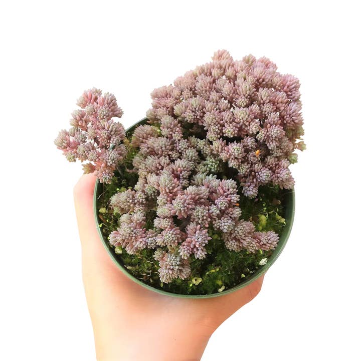 Best Plant Friend - Wholesale Live Plant - Sedum Hispanicum Succulent - Colorful Live Plant - 2/4in5