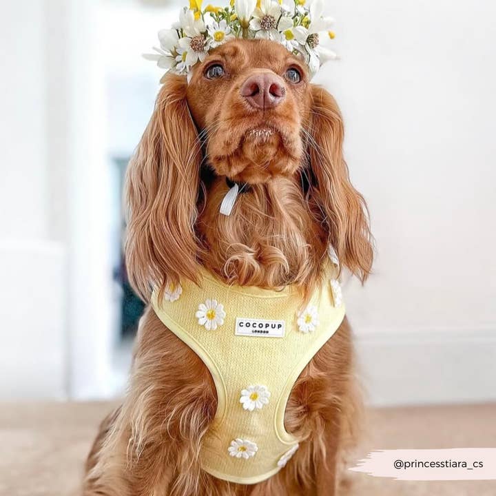 Cocopup London - Wholesale Pet Harness - Dog - Buttercup Pup Adjustable Neck HARNESS20
