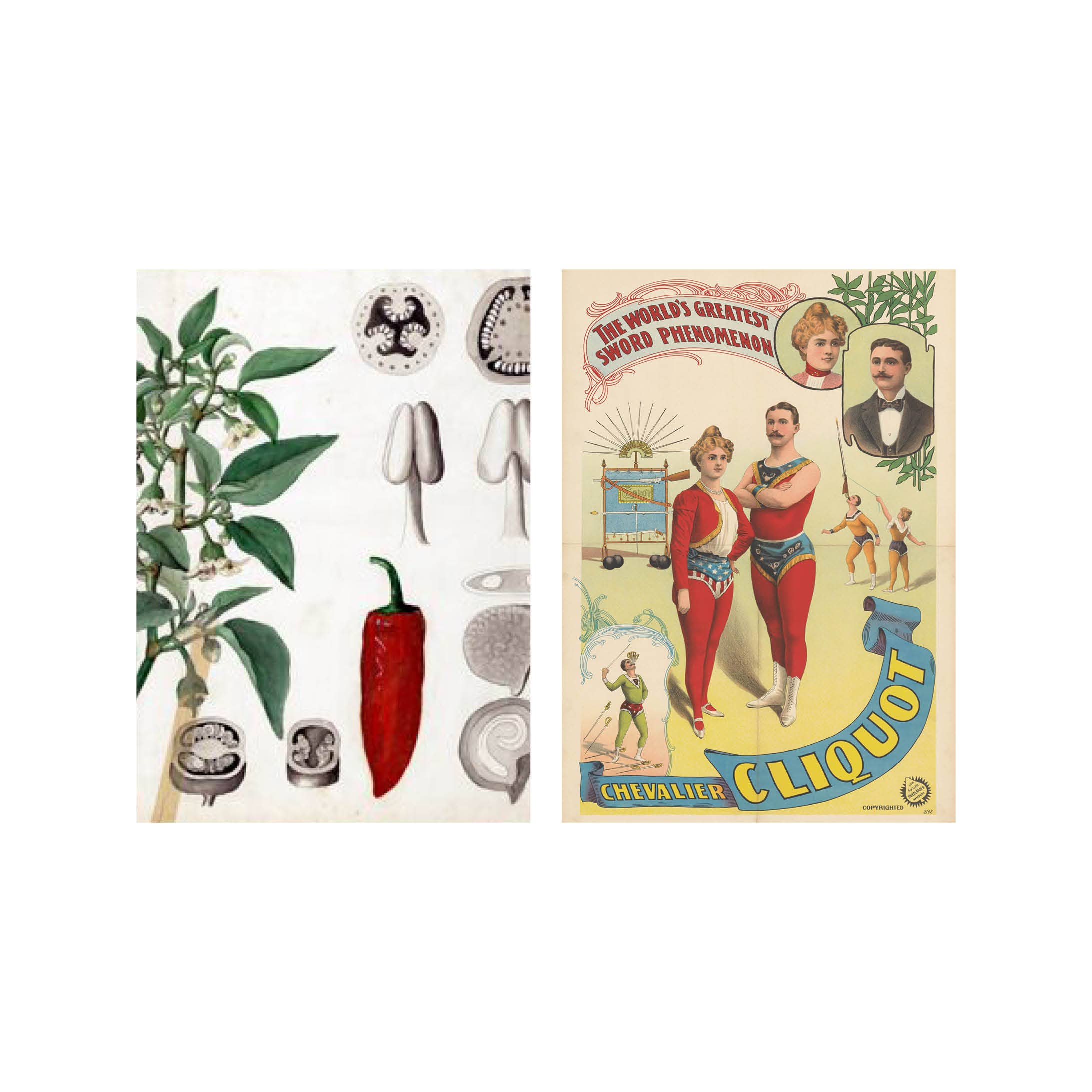 Lylies - Wholesale Postcard - Postcard collage Allard Pierson collection - Peppermint2