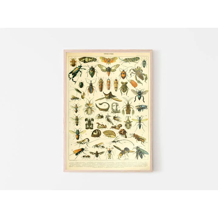 Rock Paper Scissors Wall Art – Großhandel Poster – Entemologie-Tafel - Insekten B, von Adolphe Millot