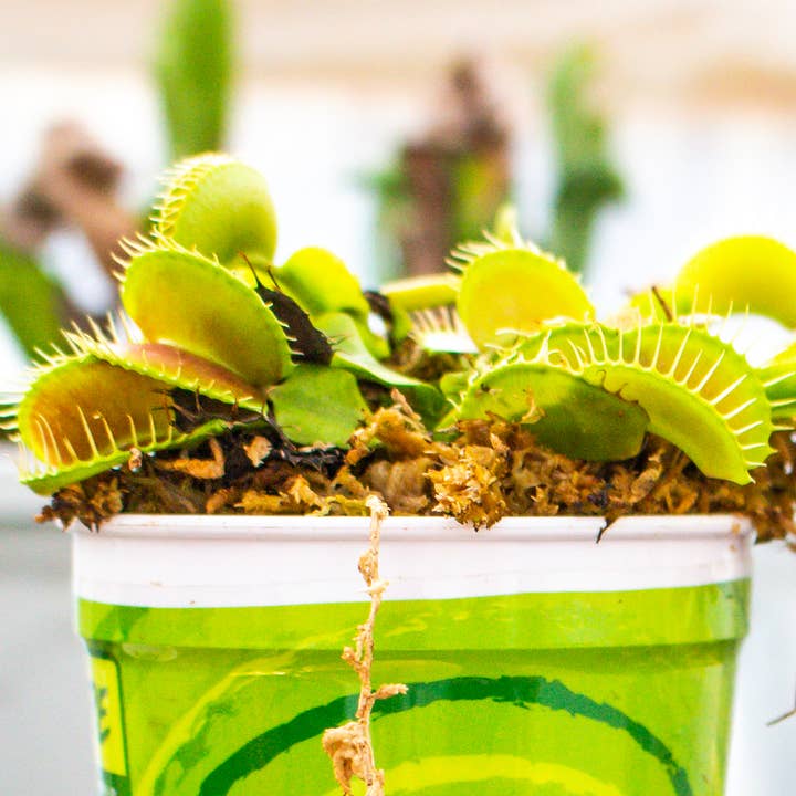 Killer Plant Company - Wholesale Live Plant - Venus Fly Traps w/ Humidity Dome