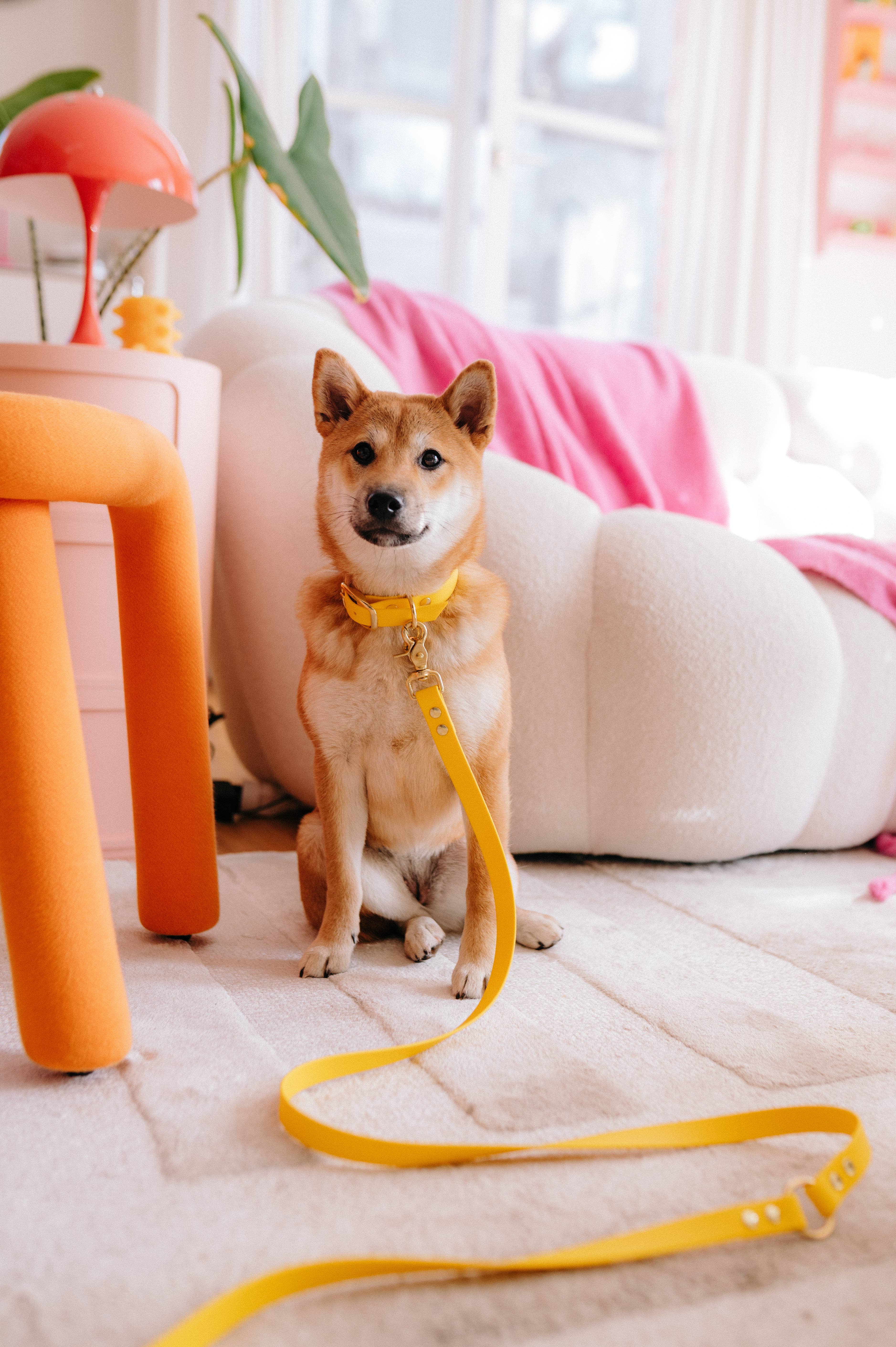 Oscar & co - Wholesale Pet Collar - Dog - Yellow waterproof Biothane dog collar6